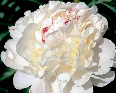 Nick Shaylor Peony, 3-5 eye - Click Image to Close